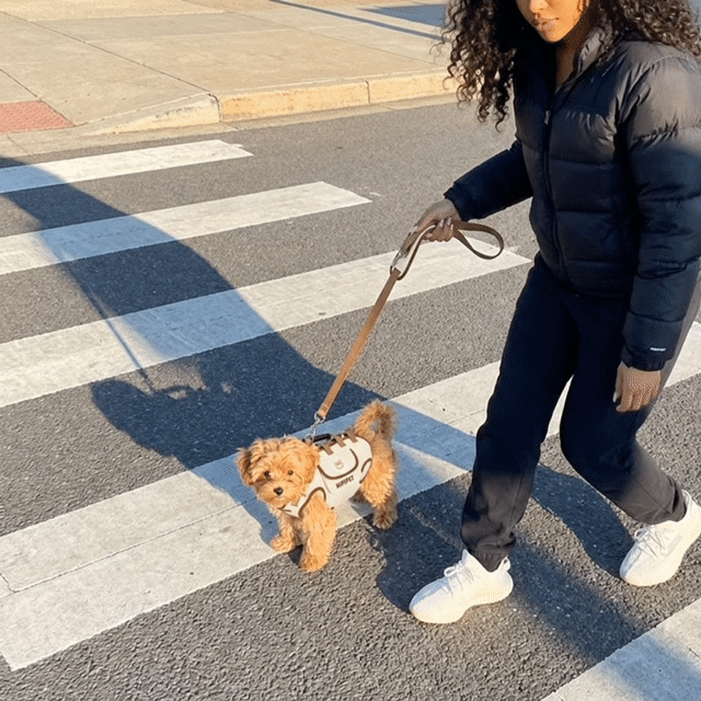 Hands-free pet carrier in use